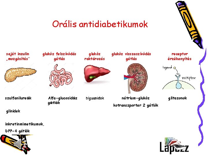 Orális antidiabetikumok saját inzulin „mozgósítás” glukóz felszívódás gátlás szulfanilureák glinidek inkretinmimetikumok, DPP-4 gátlók Alfa-glucosidáz