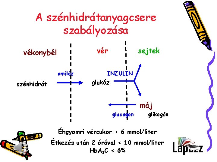 A szénhidrátanyagcsere szabályozása vér vékonybél amiláz szénhidrát sejtek INZULIN glukóz máj glucagon glikogén Éhgyomri