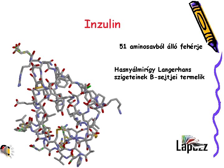 Inzulin 51 aminosavból álló fehérje Hasnyálmirígy Langerhans szigeteinek B-sejtjei termelik 