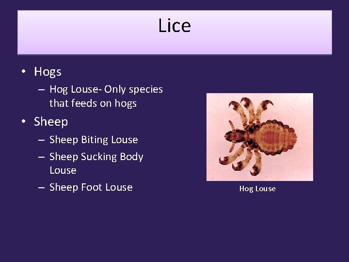 Lice • Hogs – Hog Louse- Only species that feeds on hogs • Sheep