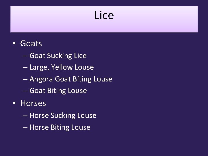 Lice • Goats – Goat Sucking Lice – Large, Yellow Louse – Angora Goat
