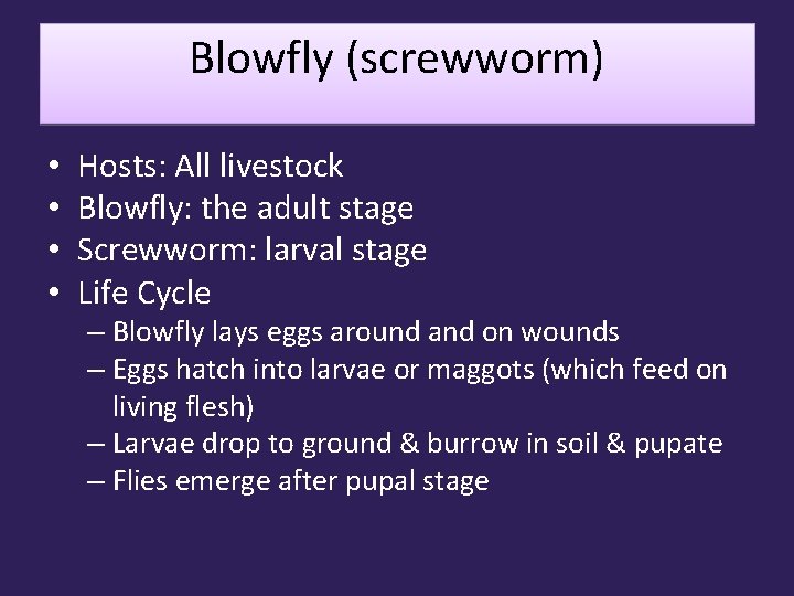 Blowfly (screwworm) • • Hosts: All livestock Blowfly: the adult stage Screwworm: larval stage