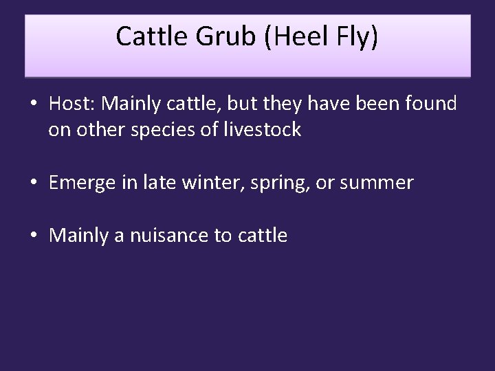 Cattle Grub (Heel Fly) • Host: Mainly cattle, but they have been found on