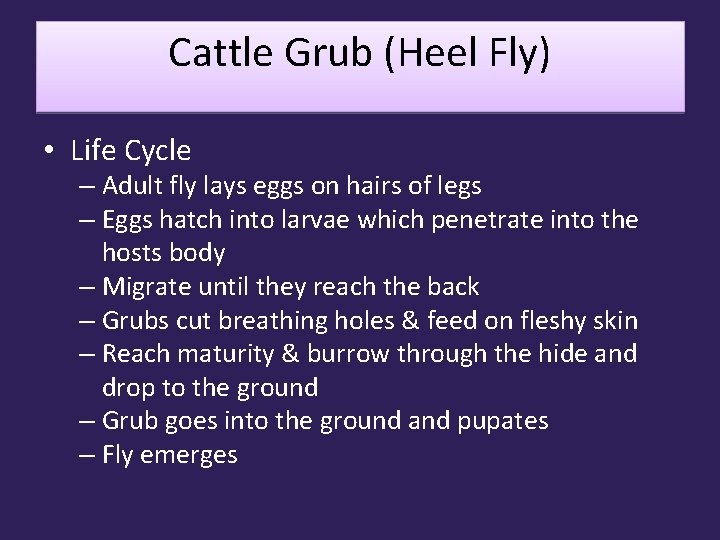 Cattle Grub (Heel Fly) • Life Cycle – Adult fly lays eggs on hairs