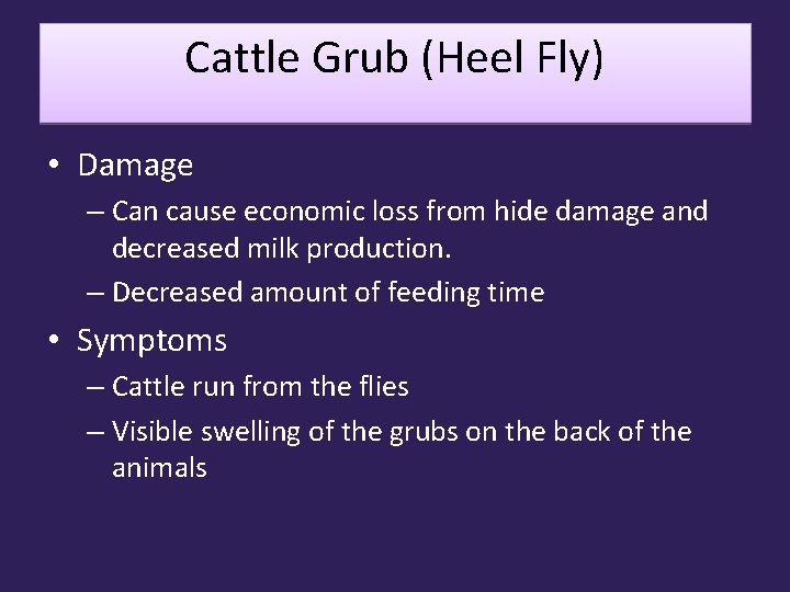 Cattle Grub (Heel Fly) • Damage – Can cause economic loss from hide damage
