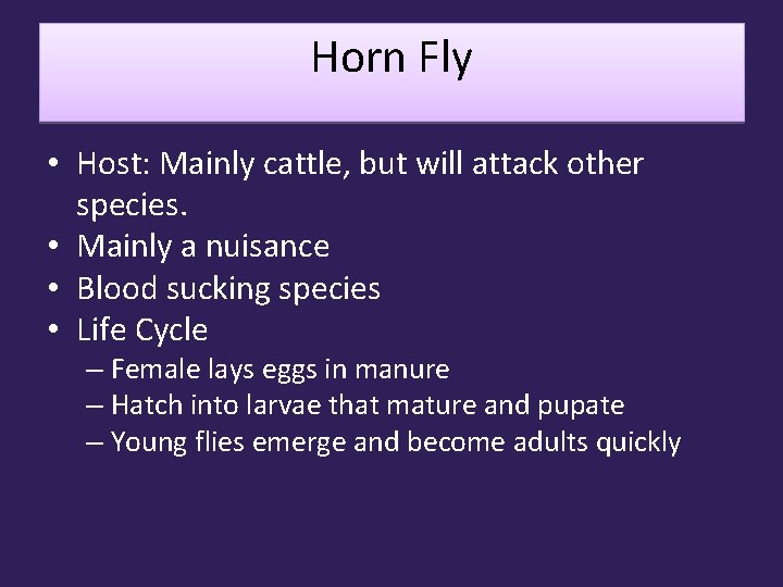 Horn Fly • Host: Mainly cattle, but will attack other species. • Mainly a