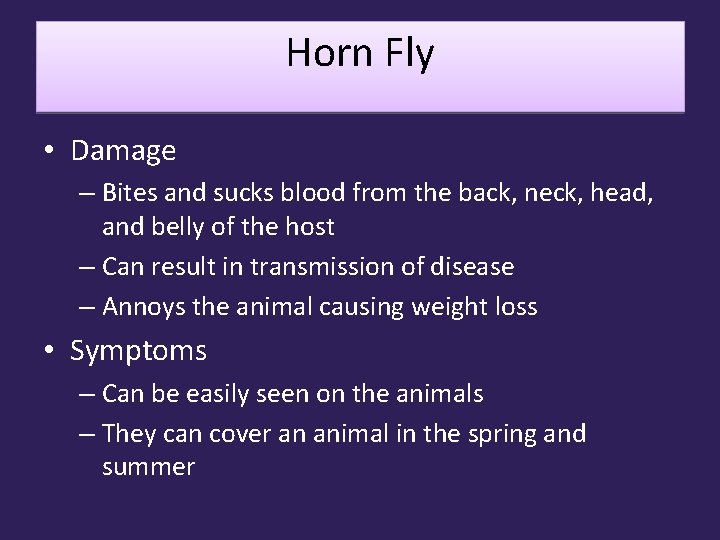 Horn Fly • Damage – Bites and sucks blood from the back, neck, head,