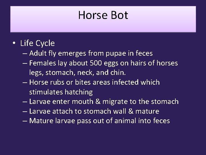 Horse Bot • Life Cycle – Adult fly emerges from pupae in feces –