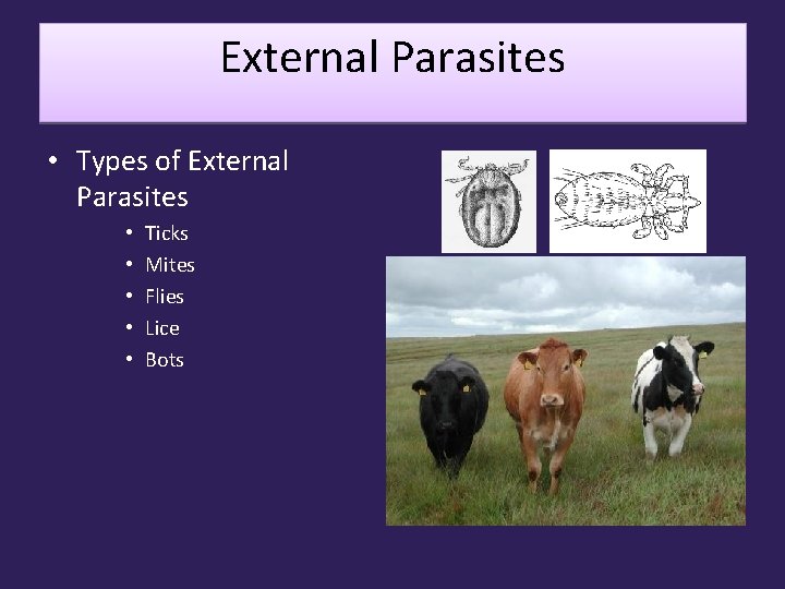 External Parasites • Types of External Parasites • • • Ticks Mites Flies Lice