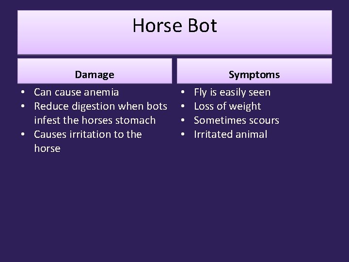 Horse Bot Damage • Can cause anemia • Reduce digestion when bots infest the