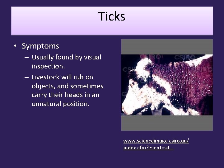 Ticks • Symptoms – Usually found by visual inspection. – Livestock will rub on