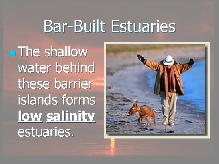 Bar-Built Estuaries n The shallow water behind these barrier islands forms low salinity estuaries.