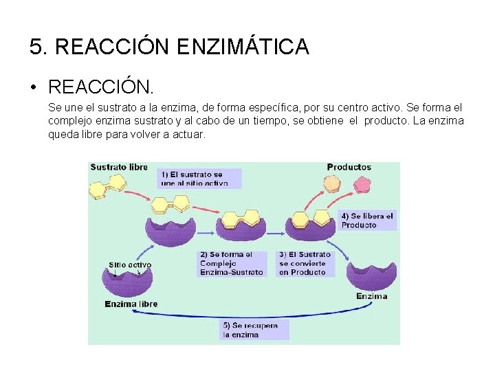 5. REACCIÓN ENZIMÁTICA • REACCIÓN. Se une el sustrato a la enzima, de forma