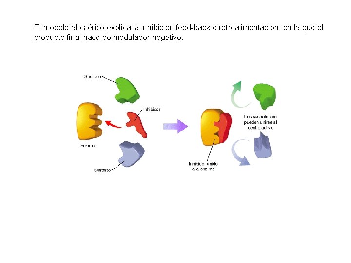 El modelo alostérico explica la inhibición feed-back o retroalimentación, en la que el producto