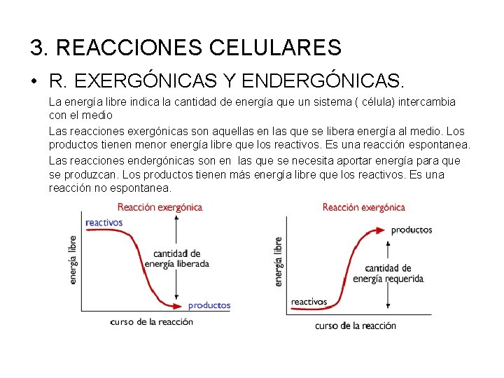 3. REACCIONES CELULARES • R. EXERGÓNICAS Y ENDERGÓNICAS. La energía libre indica la cantidad