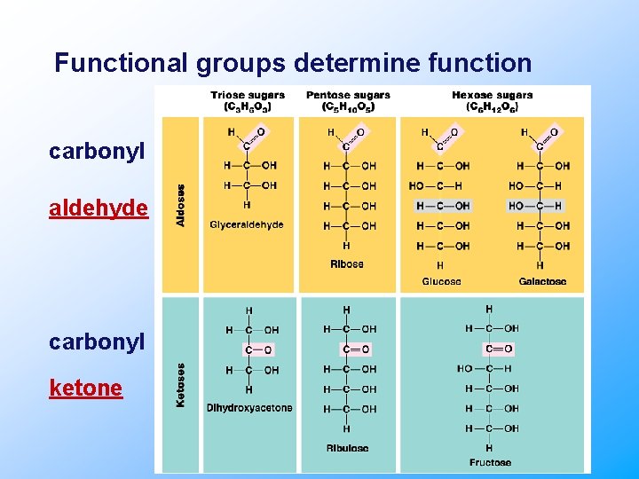 Functional groups determine function carbonyl aldehyde carbonyl ketone 