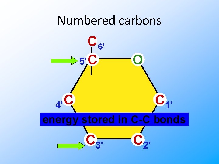 Numbered carbons C 6' 5' C O C 4' C 1' energy stored in