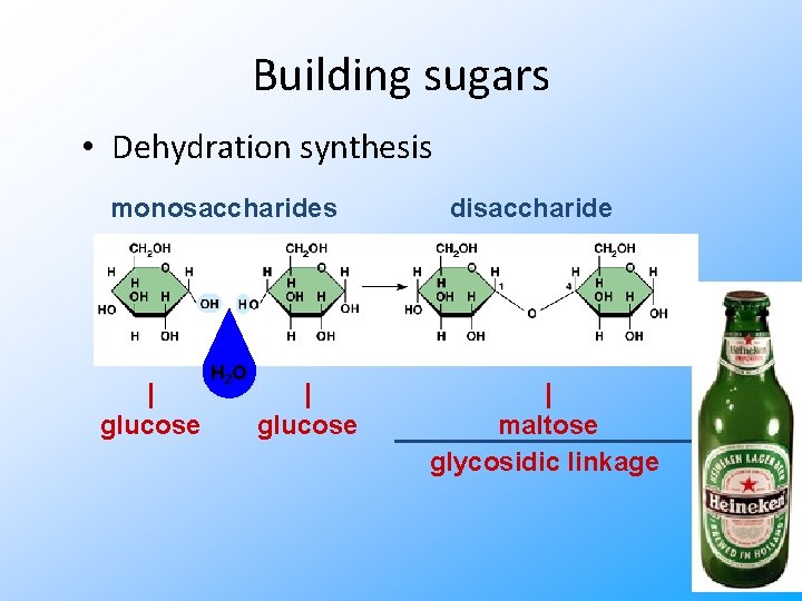 Building sugars • Dehydration synthesis monosaccharides | glucose H 2 O | glucose disaccharide