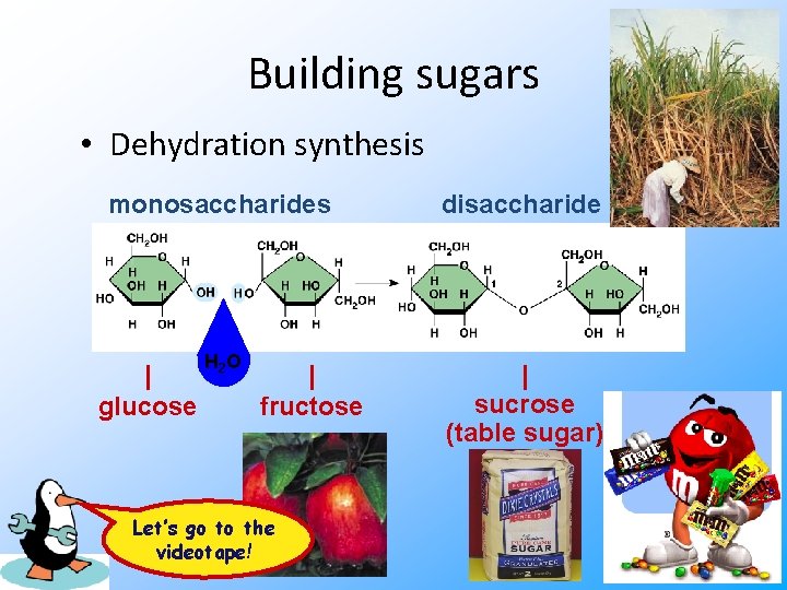 Building sugars • Dehydration synthesis monosaccharides disaccharide H 2 O | sucrose (table sugar)