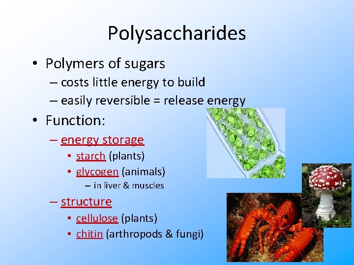 Polysaccharides • Polymers of sugars – costs little energy to build – easily reversible