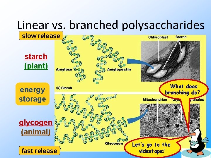 Linear vs. branched polysaccharides slow release starch (plant) energy storage What does branching do?