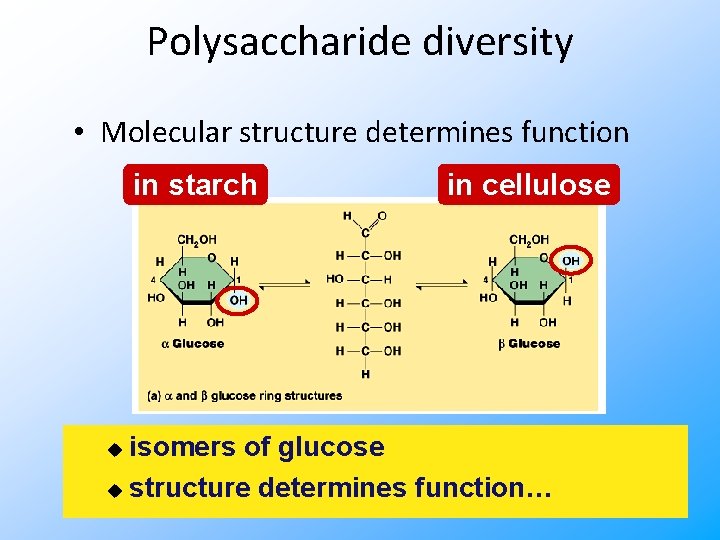 Polysaccharide diversity • Molecular structure determines function in starch in cellulose isomers of glucose