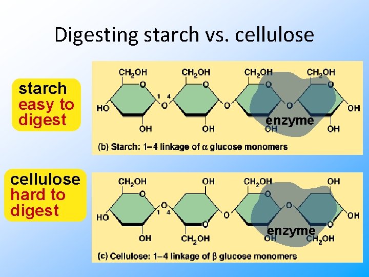 Digesting starch vs. cellulose starch easy to digest enzyme cellulose hard to digest enzyme