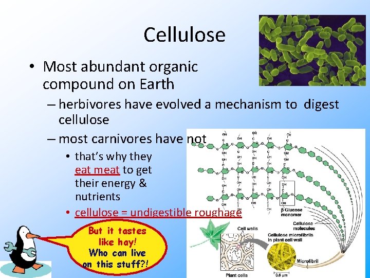 Cellulose • Most abundant organic compound on Earth – herbivores have evolved a mechanism