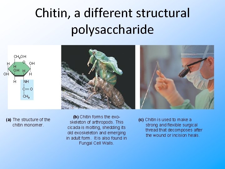 Chitin, a different structural polysaccharide H OH CH 2 OH O OH H H