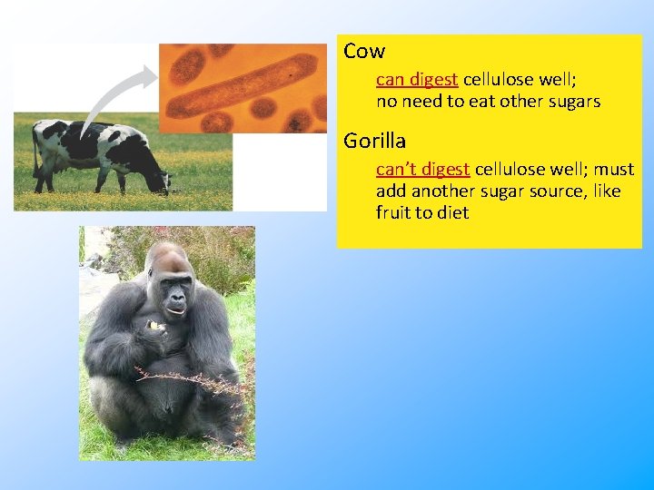 Cow can digest cellulose well; no need to eat other sugars Gorilla can’t digest