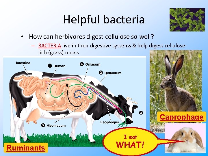 Helpful bacteria • How can herbivores digest cellulose so well? – BACTERIA live in