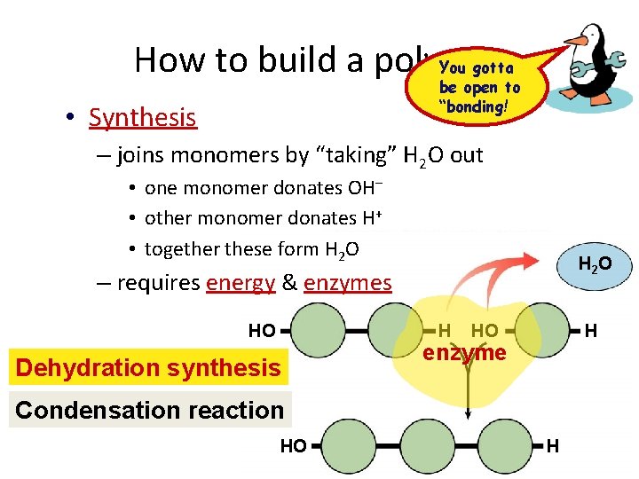 How to build a polymer You gotta be open to “bonding! • Synthesis –