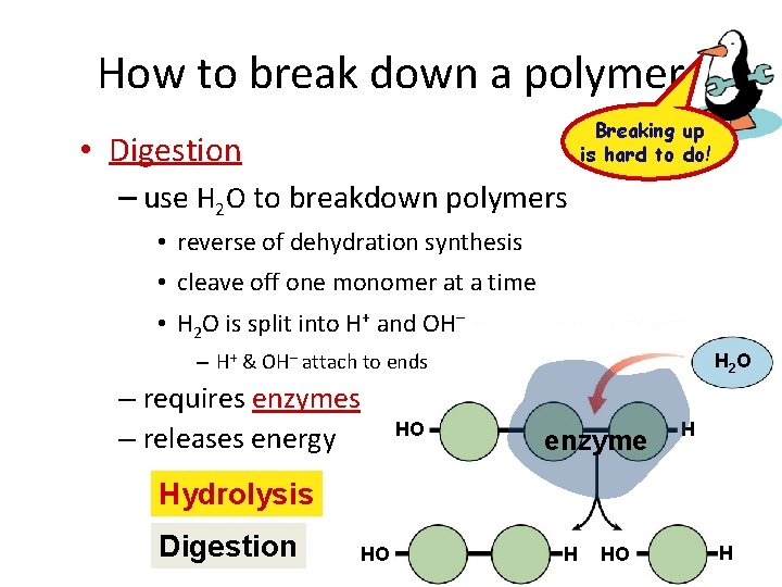 How to break down a polymer Breaking up is hard to do! • Digestion