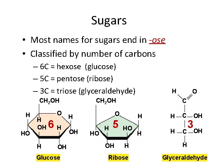 Sugars • Most names for sugars end in -ose • Classified by number of