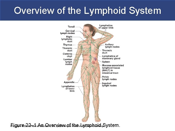 Overview of the Lymphoid System Figure 22– 1 An Overview of the Lymphoid System.