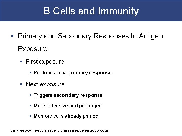 B Cells and Immunity § Primary and Secondary Responses to Antigen Exposure § First