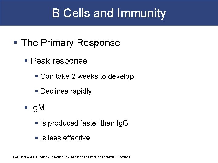 B Cells and Immunity § The Primary Response § Peak response § Can take