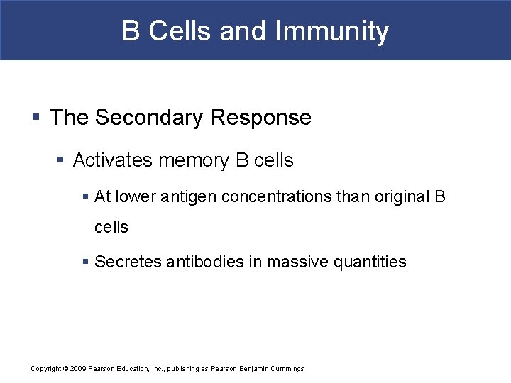 B Cells and Immunity § The Secondary Response § Activates memory B cells §