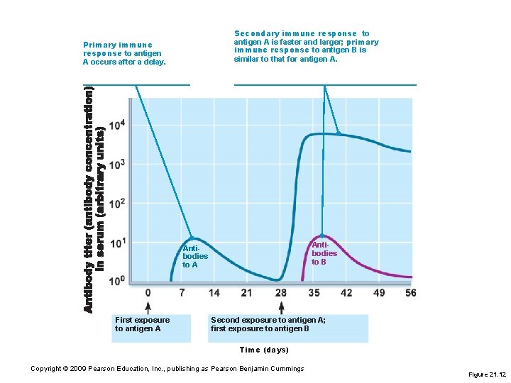 Secondary immune response to antigen A is faster and larger; primary immune response to