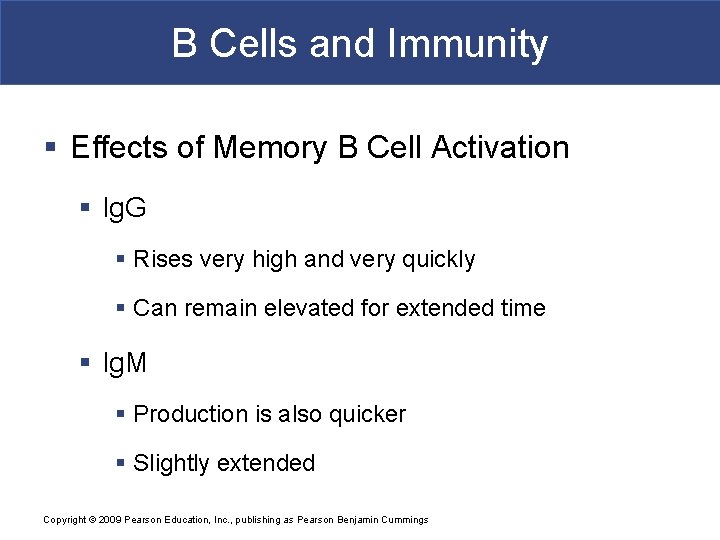B Cells and Immunity § Effects of Memory B Cell Activation § Ig. G