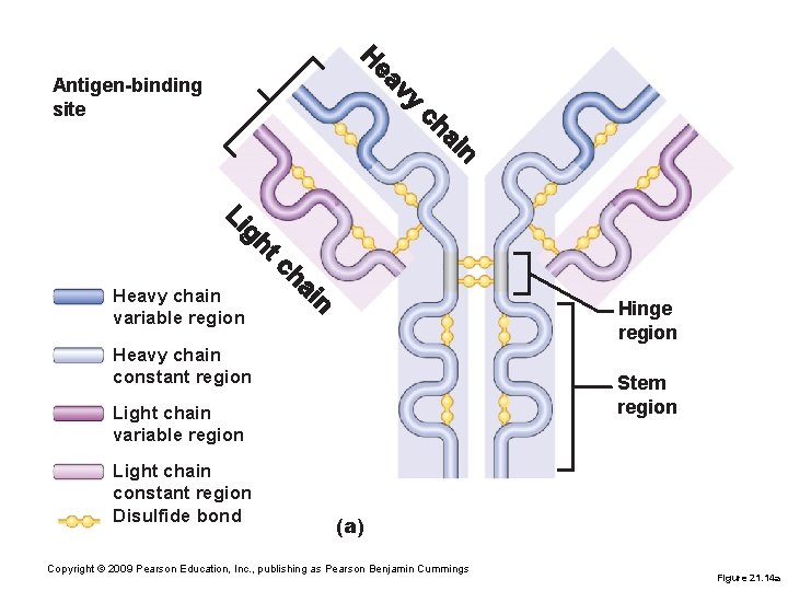 Antigen-binding site Heavy chain variable region Hinge region Heavy chain constant region Stem region