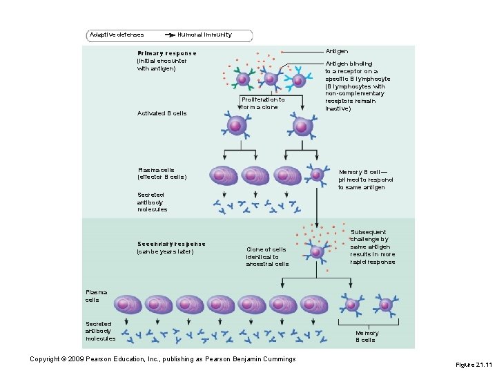 Adaptive defenses Humoral immunity Antigen Primary response (initial encounter with antigen) Activated B cells