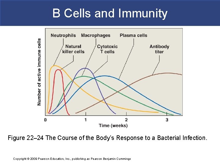 B Cells and Immunity Figure 22– 24 The Course of the Body’s Response to