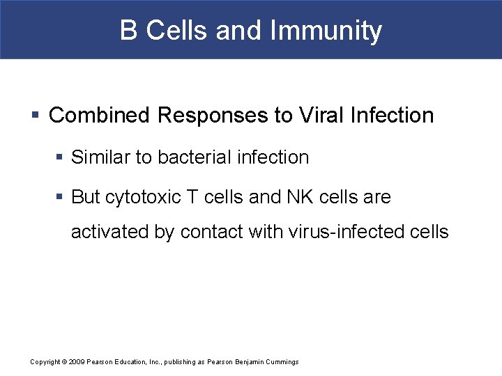 B Cells and Immunity § Combined Responses to Viral Infection § Similar to bacterial