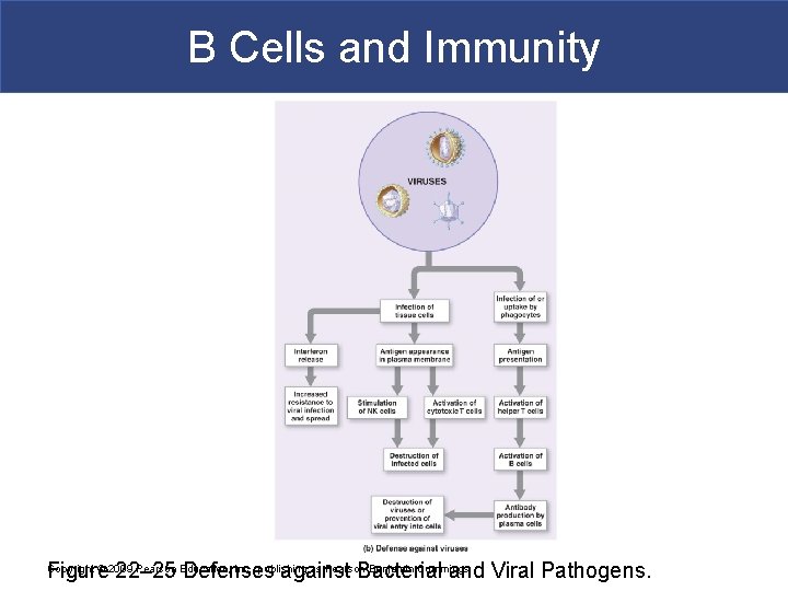 B Cells and Immunity Figure 22– 25 Defenses against Bacterial and Viral Pathogens. Copyright