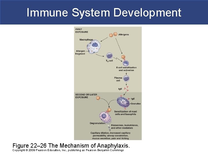 Immune System Development Figure 22– 26 The Mechanism of Anaphylaxis. Copyright © 2009 Pearson