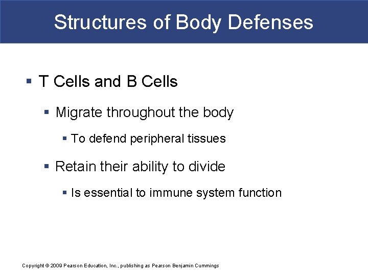 Structures of Body Defenses § T Cells and B Cells § Migrate throughout the