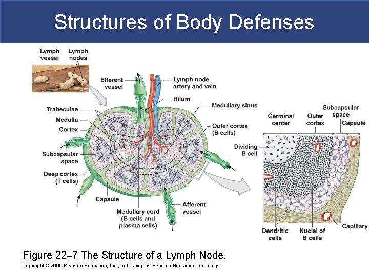 Structures of Body Defenses Figure 22– 7 The Structure of a Lymph Node. Copyright
