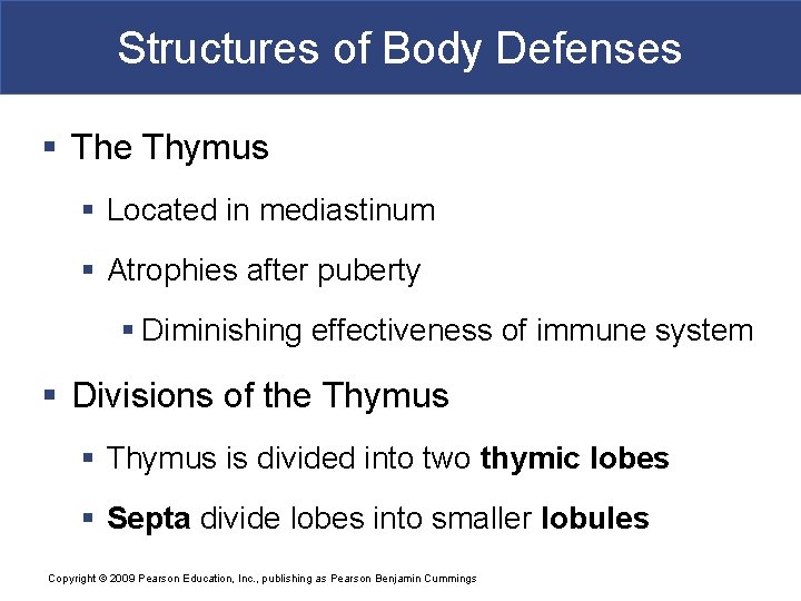 Structures of Body Defenses § The Thymus § Located in mediastinum § Atrophies after