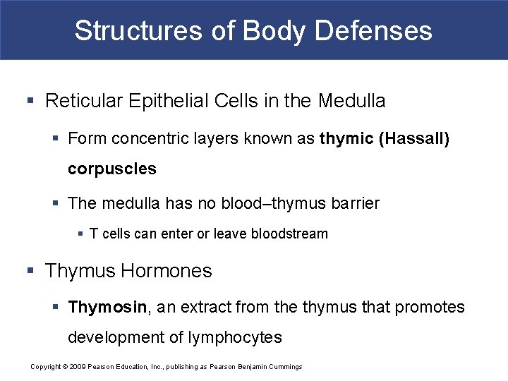 Structures of Body Defenses § Reticular Epithelial Cells in the Medulla § Form concentric